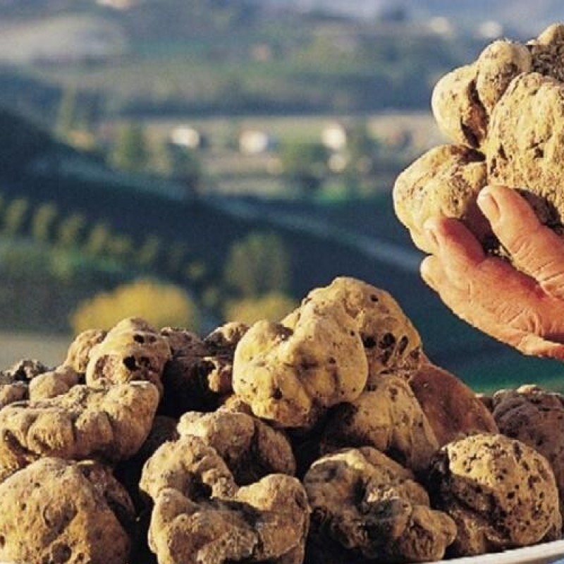 Il circuito delle Fiere del tartufo in Monferrato