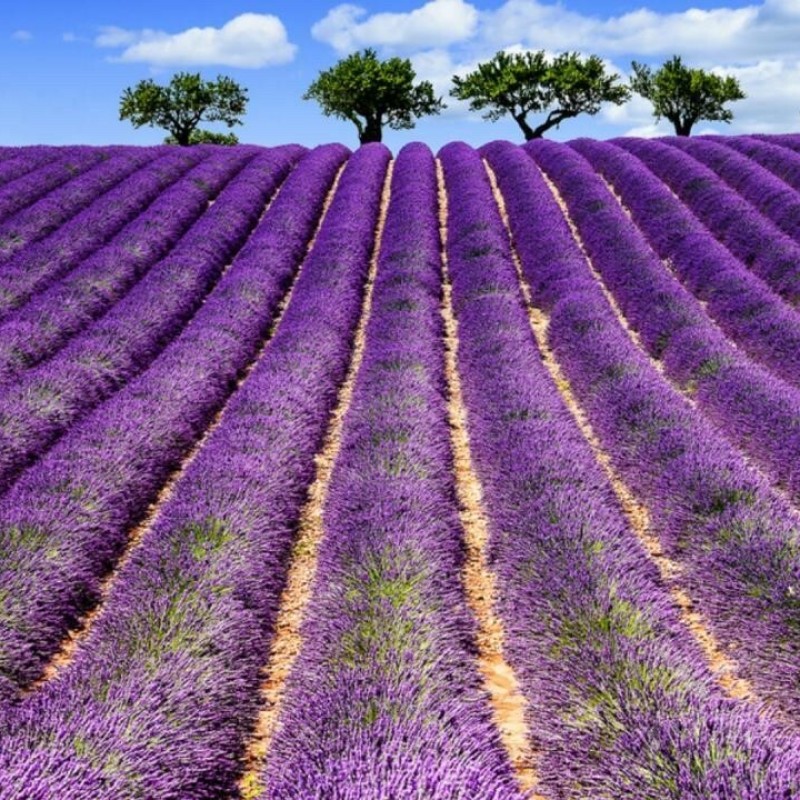 Il Monferrato si tinge di lilla: sui sentieri della lavanda.